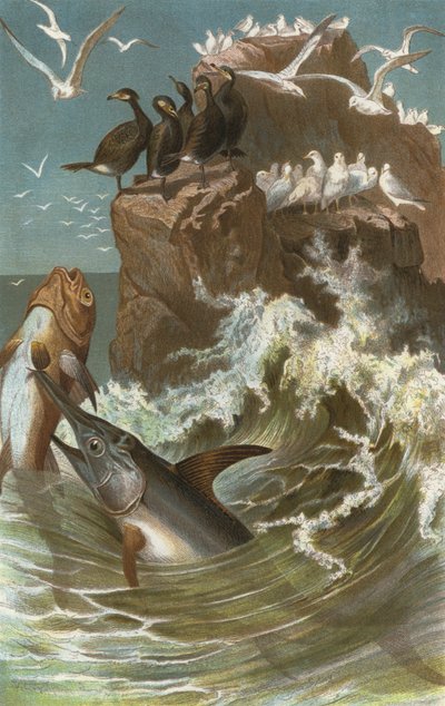 Swordfish by European School